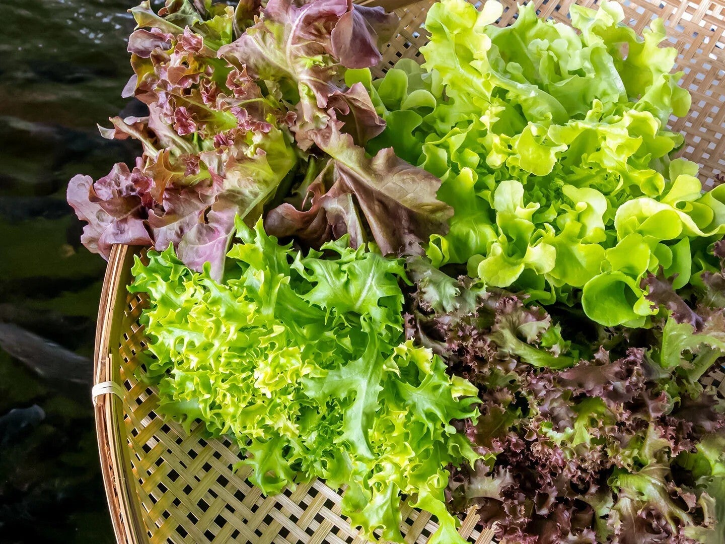 「安心して食べられる国産野菜をつくりたい！」名古屋のゲーム会社が、魚といっしょに野菜を育てる“アクアポニックス”農場を始めるまで