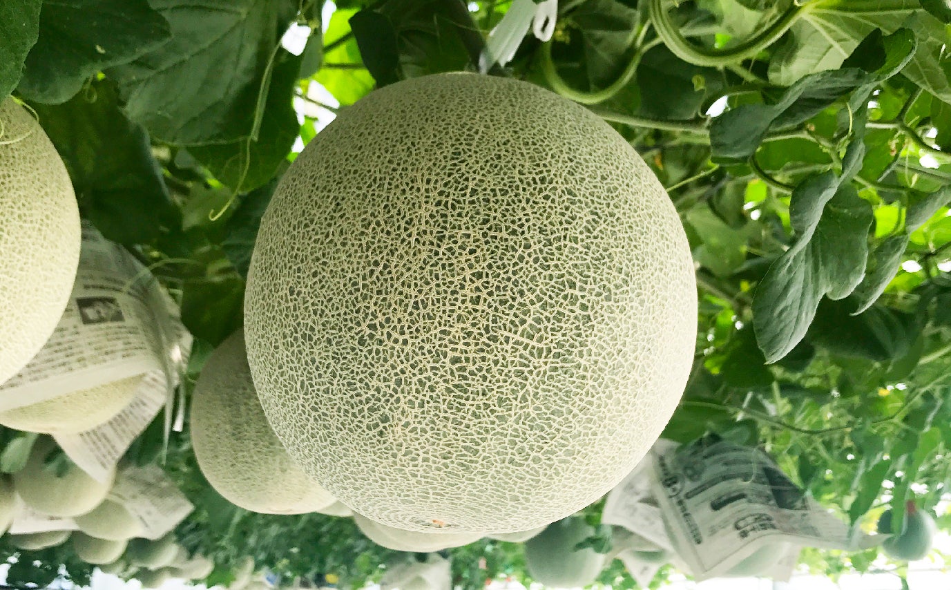 農家の収益源に第三の柱を。廃棄メロンを使った白髪ケアシャンプー