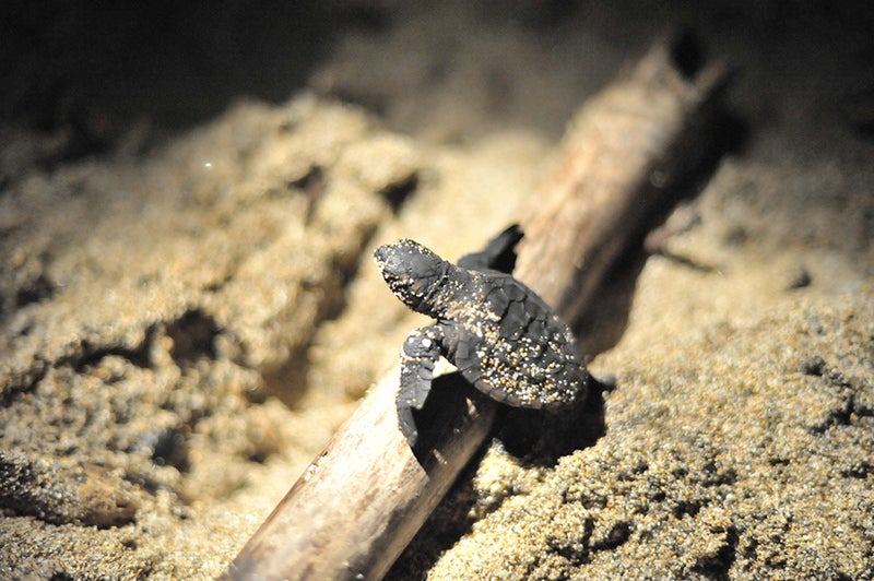 三菱重工の生物多様性への取り組み、種子島でのアカウミガメ保全調査と