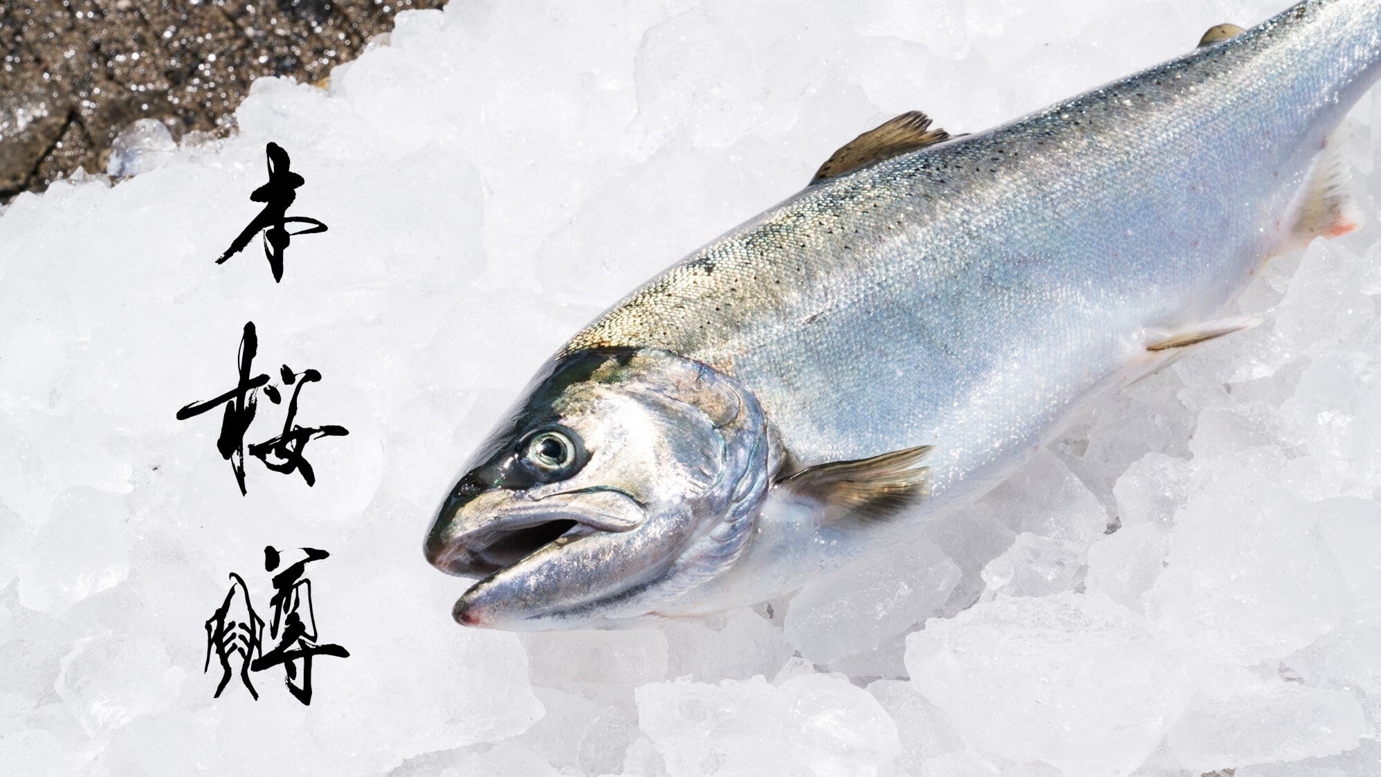 純国産サーモンでサステナビリティに貢献。サクラマスから生まれ