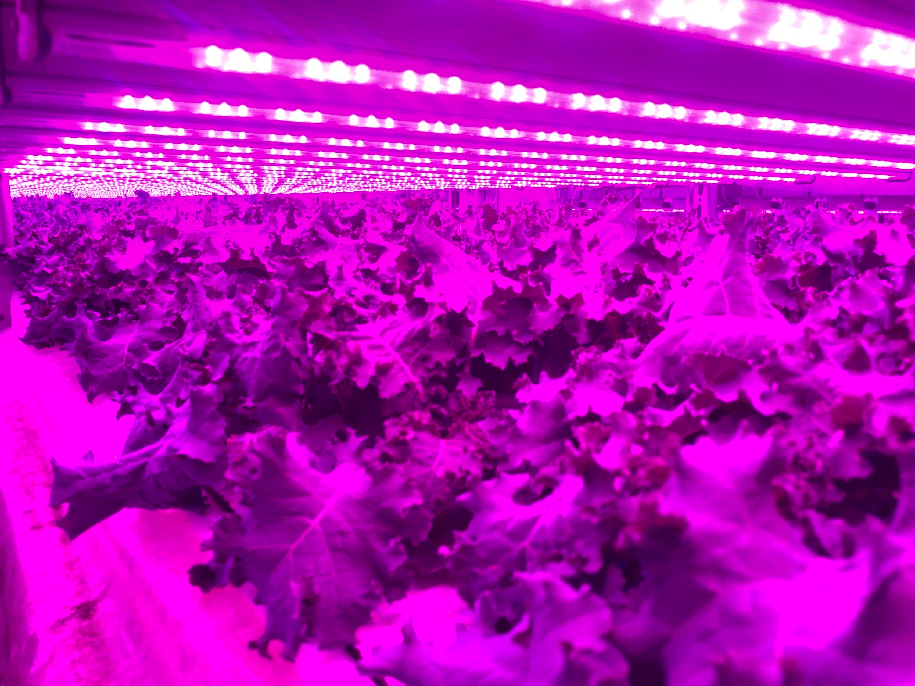 気候変動に負けない！計画的な栽培で安定した供給と価格を実現！老舗ガラスびんメーカー・日本山村硝子が植物工場で実現するサステナブルな農業