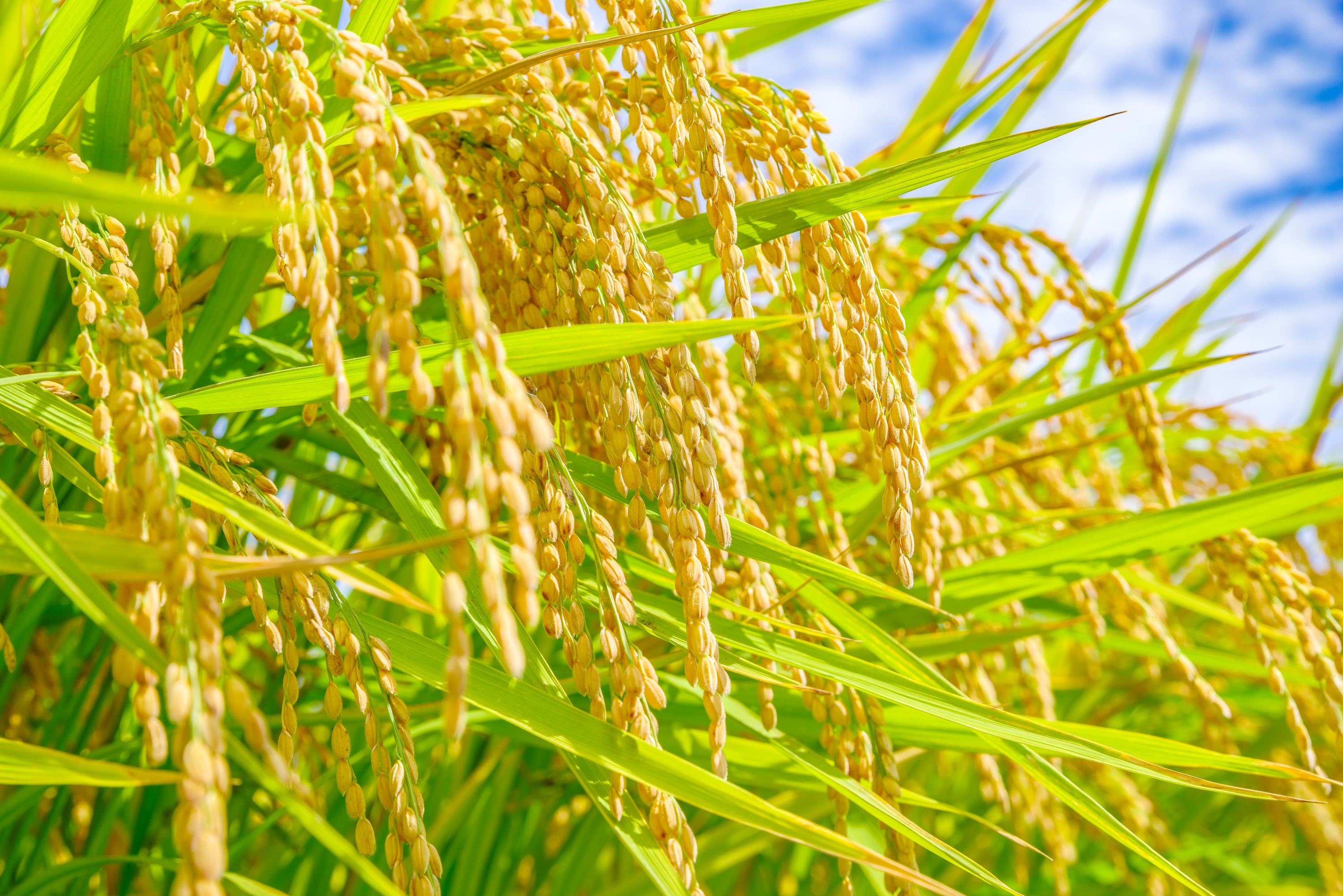 北海道のお米をデータ活用でより効率的に、環境にやさしく、おいしく作るために。SAcとテラスマイルが行うWell-beingな取り組み