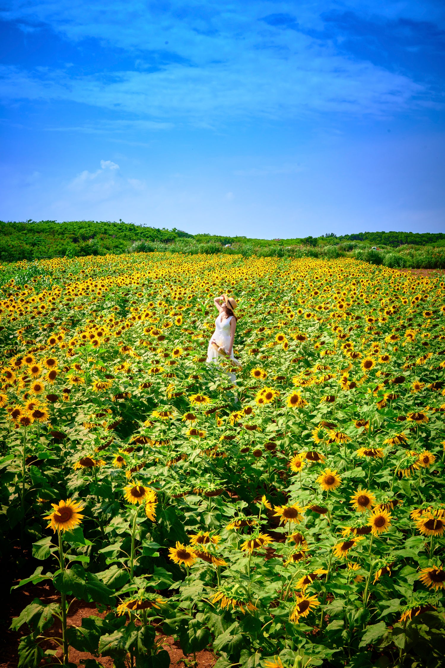 〜美しく、そして優しさ溢れる島を目指して〜 沖縄 宮古島の離島“来間島”で、島内をお花でいっぱいにする『KURIMA”花プロジェクト』が始動 シーウッドホテルも参画し、140万本分のひまわりの種を寄付