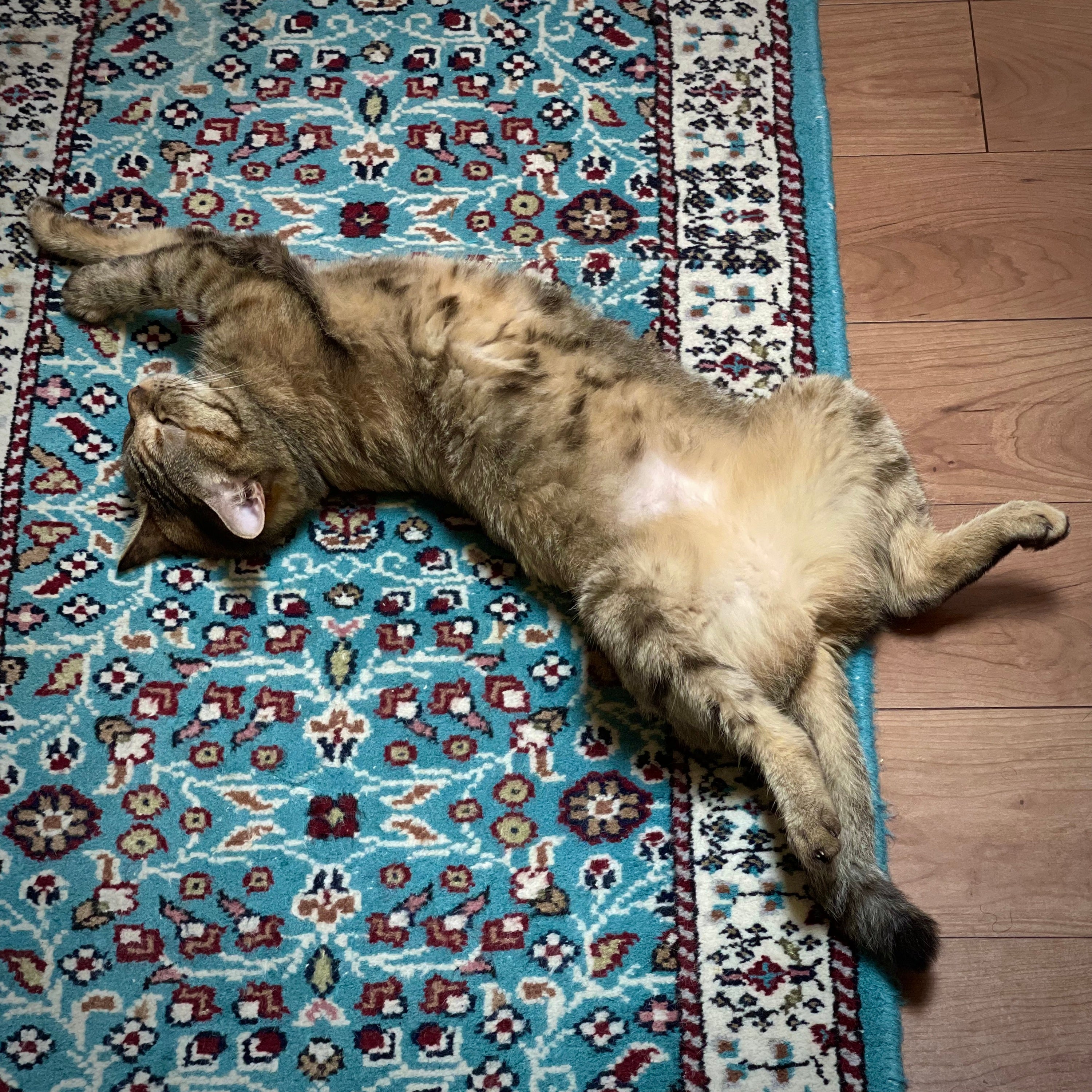 猫しもべ社長が挑む、新しい保護ネコ支援プロジェクト