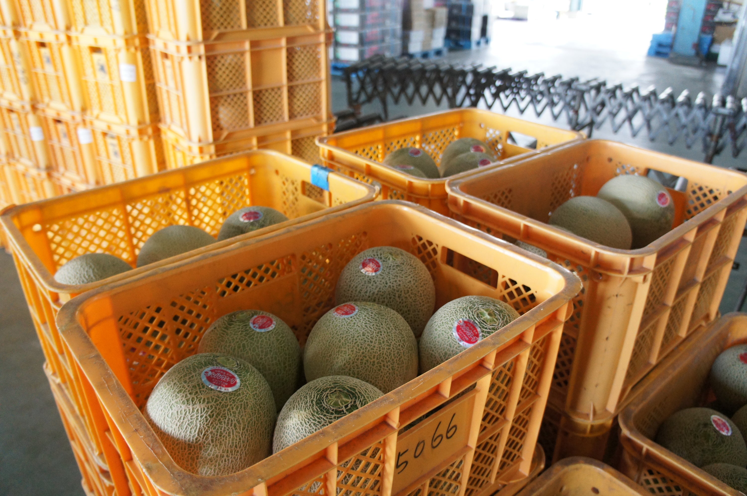 レノンハート　秀品　甘い蜜蜂交配　赤肉メロン　レッドメロン　メロン 食べ比べセット 赤肉メロン レッドメロン レノンハート メロン レノン