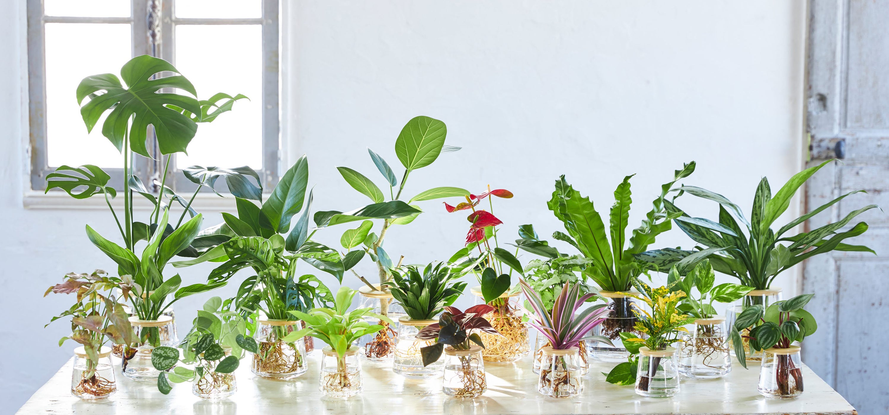 新入荷☆特売！ アイデアがかかる 水栽培 インテリア飾り 花瓶 ミニ花器 ZYH-LL-572-55 置くだけで素敵なインテリアに。お部屋で球根の水栽培を楽しもう