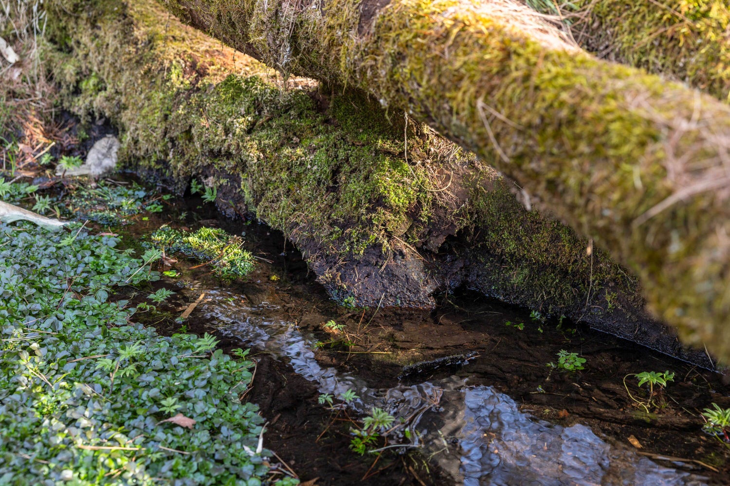 【積水化学グループ】「緑の脱炭素工場」へ 生物多様性保全に向けた積水メディカル岩手工場の挑戦